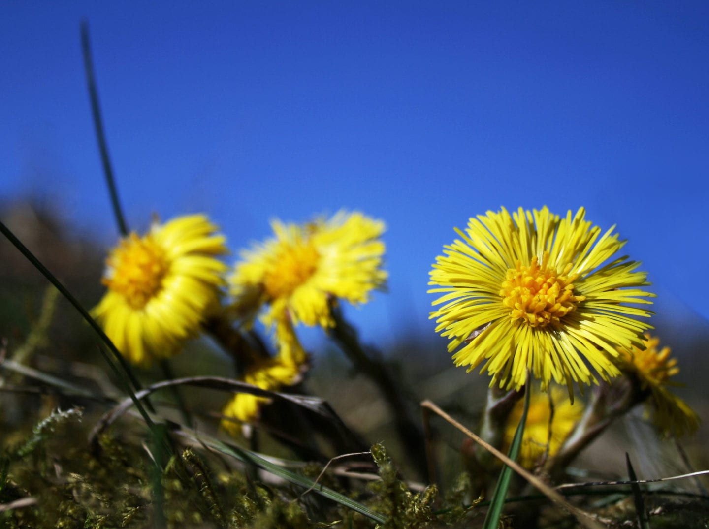 Gula blommor i solskenet